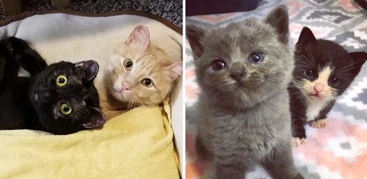 แมวหนุ่มดูแลแมวสาวหลังผ่านเรื่องร้ายมาด้วยกัน แถมช่วยดูแลลูก นี่พ่อแมวในอุดมคติชัดๆ!!