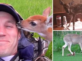 ชายช่วยลูกกวางบาดเจ็บที่ถูกแม่ทิ้ง รักษามันจนหายดี ก่อนจะพามันกลับไปหาแม่อีกครั้ง