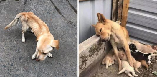 หมาผอมติดกระดูกหิวยังไงก็ไม่ยอมกินข้าวที่คนเอาให้ อยากให้ลูกๆ ได้กินข้าวพวกนี้แทน