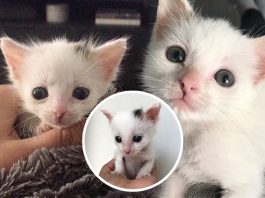 มิ้วน้อยมุ่งมั่นที่จะมีชีวิตอยู่ หญิงสาวจึงสู้ไปกับมัน แม้จะมีแต่คนบอกว่ามันไม่รอด