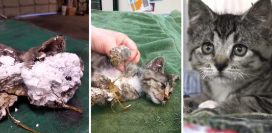 ลูกแมวถูกพบในถังขยะ ด้วยสภาพโฟมแข็งปกคลุมทั่วหน้า โชคดีที่คนเก็บขยะช่วยไว้ทัน