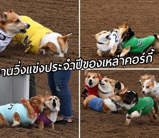 วิ่งเร็วเจ้าคอร์กี้! ชมบรรยากาศการวิ่งแข่งประจำปีของเหล่าคอร์กี้ ที่ทำเอาขำทั้งสนาม