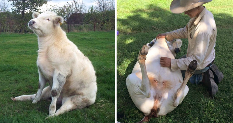 20 นุ้งวัวผู้น่ารักที่คิดว่าตัวเองเป็นสุนัข เลยทำทุกอย่างเหมือนเหล่ามะหมาไม่มีผิด | CatDumb Animal