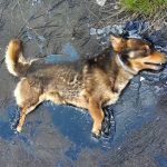 หมาน้อยติดหนึบในบ่อน้ำมันดิน เห่าขอความช่วยเหลือจนหมดแรง โชคดีมีคนได้ยินเข้า