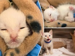 ชายหนุ่มช่วยต่อชีวิตให้ลูกแมวน้อย และช่วยตามหาพี่ชายของมันมาอยู่ด้วยกัน