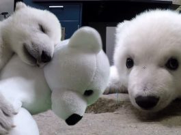 หมีขั้วโลกน้อยขโมยหัวใจทุกคนที่ดูแลมัน หลังถูกแม่ทิ้งตั้งแต่อายุเพียง 6 วัน