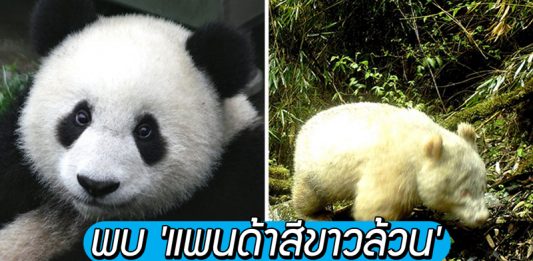 แบบนี้ก็มีด้วย…นักวิทย์พบ ‘แพนด้าสีขาวล้วน’ คาดว่ามันน่าจะเป็นตัวแรกของโลก
