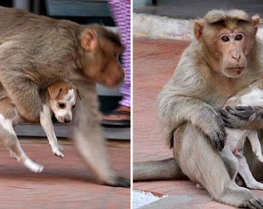 ‘ลิงใจเมตตา’ รับเลี้ยง ‘ลูกหมาถูกทิ้ง’ คอยปกป้องและดูแลราวกับเป็นลูกตัวเอง