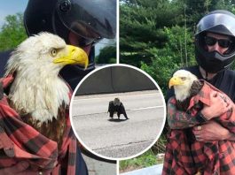 หนุ่มถอดเสื้อตัวโปรดเพื่อช่วยนกอินทรีที่อยู่กลางถนน แม้เสื้อเป็นรู แต่นกปลอดภัย