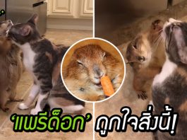 ‘แพรีด็อก’ สุดน่ารัก กับงานกิจกรรมยามว่างที่น่ารักยิ่งกว่า ชอบยืนให้แมวเลียขนฟินๆ