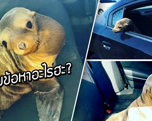 ตำรวจต้องไปจับตัวการที่ทำให้รถติด แต่พอไปถึงก็พบว่าเป็น ‘สิงโตทะเล’ สุดน่ารัก