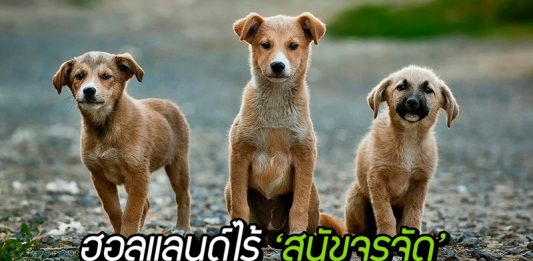 ส่องวิธีการที่รัฐบาล ‘เนเธอร์แลนด์’ นำมาใช้ จนกลายเป็นประเทศแรกที่ ‘ไม่มีสุนัขจรจัด’