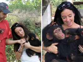 ชิมแปนซีน้อยกอดผู้ช่วยเหลือไม่ปล่อย ตอบแทนที่ช่วยให้มันรอดจากการค้าสัตว์