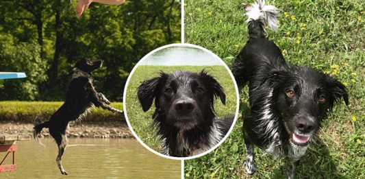 หมาตัวอื่นอาจกลัวน้ำ แต่ไม่ใช่กับ ‘Ringo’ พี่หมาที่รักความชุ่มฉ่ำเป็นชีวิตจิตใจ