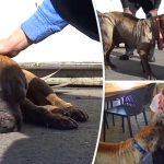 ‘สุนัขแก่ถูกทิ้ง’ ได้รับการช่วยเหลือ และได้พบกับครอบครัวใหม่ที่ทำให้ชีวิตมันแฮปปี้สุดๆ