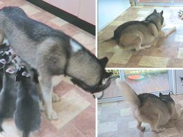 เมื่อพ่อฮัสกี้เจอลูกๆ ครั้งแรก ตื่นเต้นหนักมาก เล่นกับลูกจนลืมไปเลยว่าเป็นพ่อ