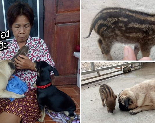 2 ตูบอาสาเป็นพี่ชายแสนดีให้ ‘ลูกหมูอ่อนแอ’ หลังครอบครัวเอาน้องมาดูแลในบ้าน