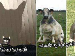 เจ้าของร่วมแชร์ “ภาพที่ดี๊ดีที่สุดของสัตว์เลี้ยง” งืมม น่ารักไม่ออก ขำแทนละกัน