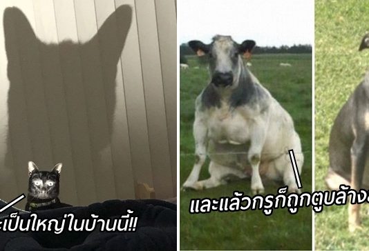 เจ้าของร่วมแชร์ “ภาพที่ดี๊ดีที่สุดของสัตว์เลี้ยง” งืมม น่ารักไม่ออก ขำแทนละกัน