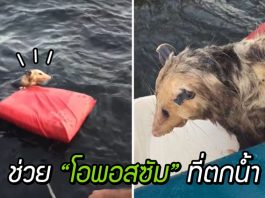 คู่รักบังเอิญเจอสัตว์ขนปุยลอยคอกลางทะเลสาบ จึงเข้าไปช่วยชีวิตมันเอาไว้