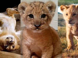 มาดูความน่ารักของเจ้า ‘Bahati’ สิงโตต้นแบบของเจ้า Simba จากเรื่อง Lion King