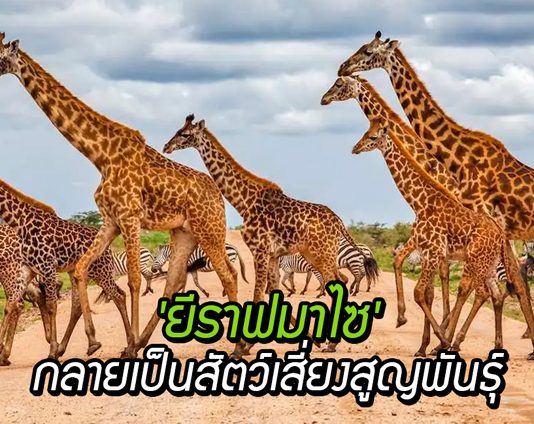 ‘ยีราฟมาไซ’ ถูกจัดให้เข้าไปอยู่ในกลุ่ม สัตว์เสี่ยงสูญพันธุ์ หลังประชากรลดลงเกือบครึ่ง!!