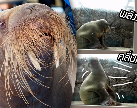 ‘วอลรัส’ โชว์รับพลังโจมตีแบบดราก้อนบอลจากครูฝึก ทำเอานักท่องเที่ยวขำหนักมาก