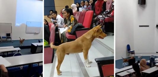 น้องหมามหาลัย บุกเข้าห้องเรียนบ่อยมาก ท่าทางจะตั้งใจเรียน ทำเอาชาวเน็ตชื่นชม