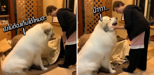 ‘ตูบยักษ์ขี้เซา’ ไม่ยอมให้ยายเอา ‘ผ้าห่มอุ่น’ ไปเก็บ แม้จะเข้าหน้าร้อนแล้วก็ตาม