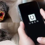 หนุ่มและเพื่อนเจอ ‘นกน้อยบาดเจ็บ’ แต่ไปส่งมันรักษาเองไม่ได้ เลยเรียก ‘Uber’ ให้!!