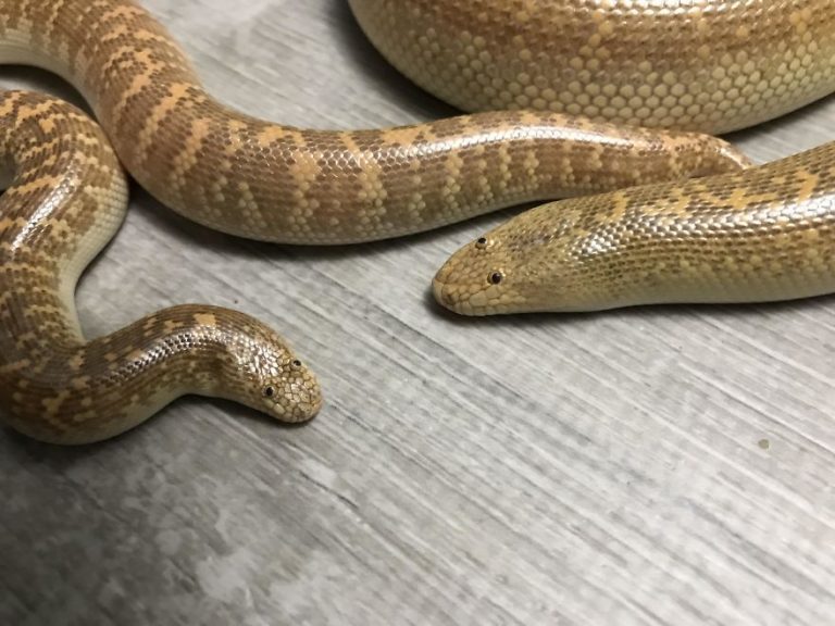 ‘Arabian Sand Boa’ งูจริงหน้าตาเหมือนตัวการ์ตูน หรือนี่จะเป็นงูหน้าเด๋อ