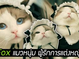 พบกับ ‘Fox’ แมวหนุ่มผู้สง่างาม รักการแต่งตัว ล่าสุด มาในชุด ‘สาวใช้สุดแบ๊ว’