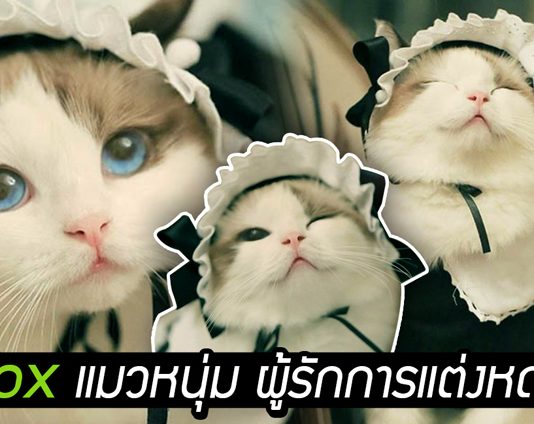 พบกับ ‘Fox’ แมวหนุ่มผู้สง่างาม รักการแต่งตัว ล่าสุด มาในชุด ‘สาวใช้สุดแบ๊ว’