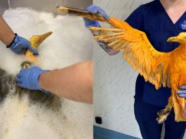 มีคนพบ ‘นกประหลาดสีเหลือง’ ซึ่งบินไม่ได้ จึงช่วยมันให้โบยบินบนฟ้าอีกครั้ง