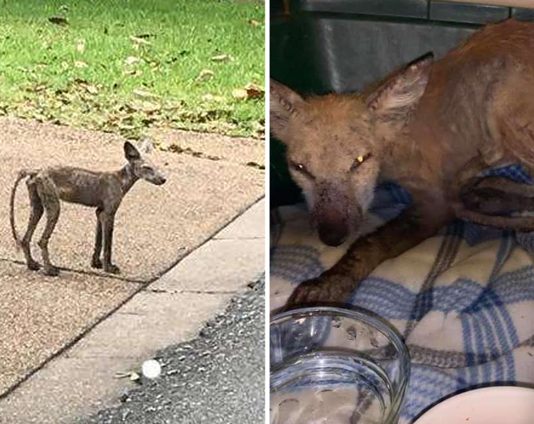 ‘หมาจิ้งจอก’ เป็นโรคผิวหนังหนักมาก จนไม่มีขนเหลือ ทำเอาคนคิดว่าเป็น ‘หมาขี้เรื้อน’