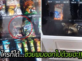 แรคคูนตัวแสบ วางแผนขโมยขนมในเครื่องขายของอัตโนมัติ แต่ดันติดแหง็กอยู่ข้างใน