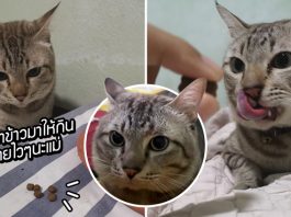 แมวเหมียวเป็นห่วง คาบอาหารเม็ดมาให้ทาสถึงเตียง ส่งความหวังดีให้ทาสหายป่วยไวๆ