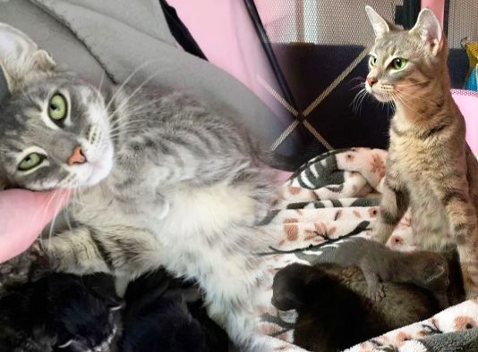 แม่แมวท้องแก่ได้รับการช่วยเหลือทันเวลา มันจึงได้คลอดลูกน้อย 8 ตัวในที่ปลอดภัย