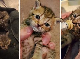 นักดนตรีพบลูกแมว 6 ตัว เพิ่งจะรู้ว่าซ่อนอยู่ใต้รถ หลังเดินทางข้ามเมืองมาเป็นเวลา 2 วัน