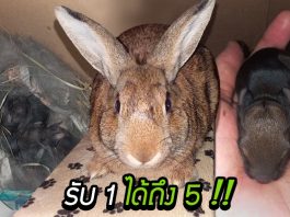ครอบครัวรับเลี้ยงกระต่ายโดยไม่มีรู้ว่ามันมีความลับ จนวันที่ตื่นมาเจอลูกกระต่าย 5 ตัวในบ้าน