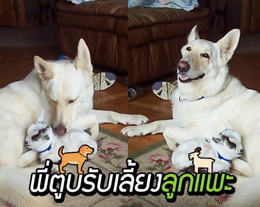 แม่หมาคิดถึงลูกๆ ที่ถูกรับเลี้ยงไป มันจึงรับเลี้ยง ‘ลูกแพะกำพร้า’ และเติมเต็มให้กันและกัน
