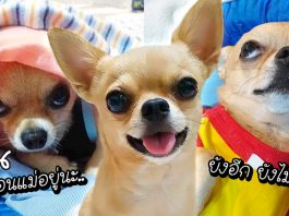 พบกับ ‘ชูชิ’ หมาดังขี้งอน อะไรไม่ได้ดั่งใจ งอนไว้ก่อน เล่นตัวเก่ง แถมง้อยากด้วย