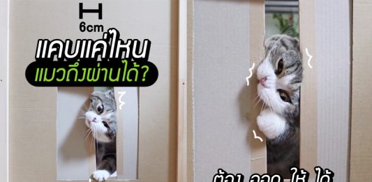 ทาสอยากรู้ ‘แมวลอดช่อง’ เป็นยังไง จะแคบที่สุดได้แค่ไหน ทดลองด้วยวิธีสุดน่ารัก