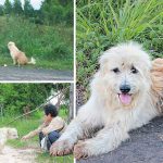 ‘บองบอง’ หมาซื่อสัตย์รออยู่ที่เดิม หลังพลัดกับเจ้าของ 4 ปี และได้พบกันในที่สุด…
