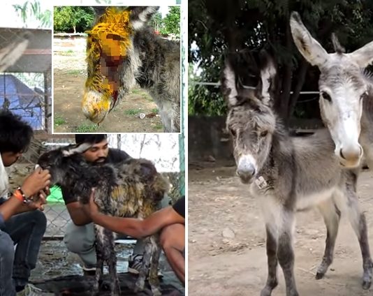 ‘แม่ลา’ พยายามเข้าหามนุษย์ เพื่อขอให้ช่วยลูกของมัน ที่กำลังบาดเจ็บสาหัส