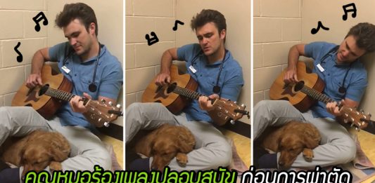 คุณหมอดีดกีตาร์ร้องเพลงปลอบสุนัข ก่อนจะเข้ารับการผ่าตัด ช่วยให้น้องรู้สึกผ่อนคลาย