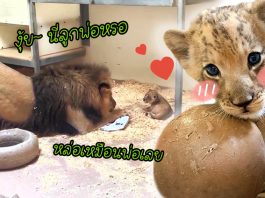 ใจละลาย…เมื่อ ‘พ่อสิงโต’ เจอ ‘ลูกน้อย’ ครั้งแรก มันหมอบลงทักทายลูกอย่างอ่อนโยน