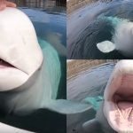 วาฬเบลูก้าแสนเป็นมิตร ช่วยเก็บกล้อง GoPro ตกน้ำ มาคืนให้กับหญิงสาว