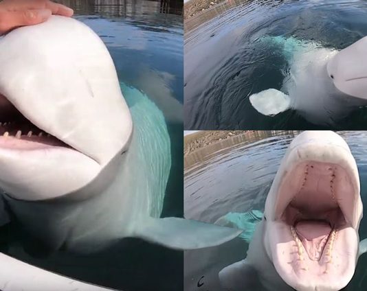 วาฬเบลูก้าแสนเป็นมิตร ช่วยเก็บกล้อง GoPro ตกน้ำ มาคืนให้กับหญิงสาว