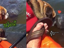 เจ้าหมาเจอเพื่อนใหม่ในทะเล เป็นพะยูนแสนเป็นมิตร เลยทักทายมันด้วยการจุ๊บเบาๆ
